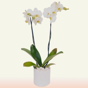 Orquídea